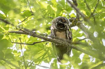 brown-owl-on-tree-branch-3738646.jpg